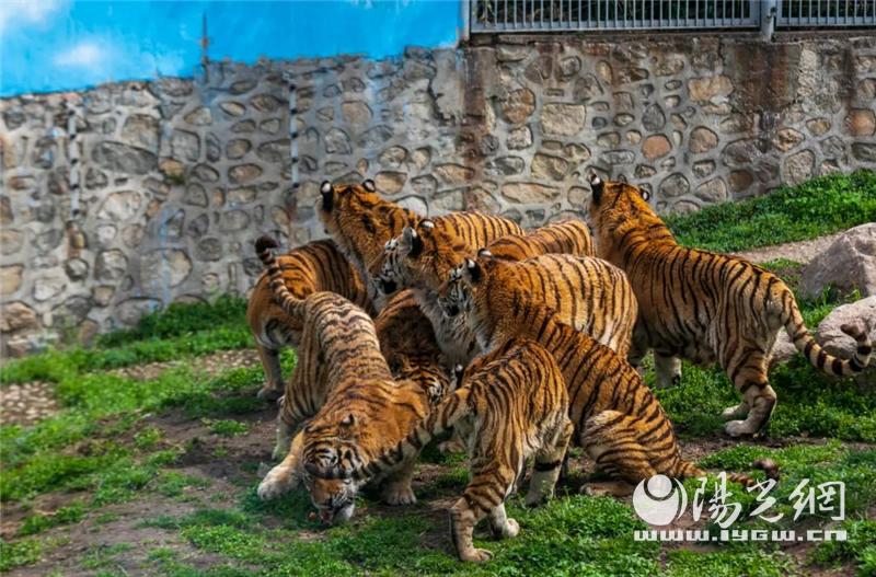 秦岭野生动物园什么时候抖音直播,西安秦岭动物园免费预约入口官网