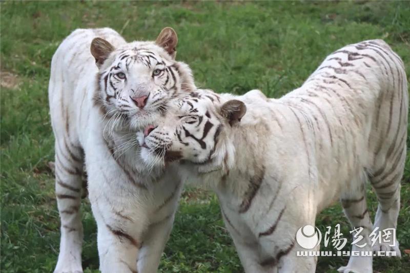 秦岭野生动物园什么时候抖音直播,西安秦岭动物园免费预约入口官网
