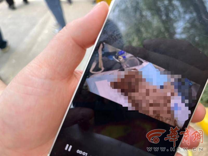 枫叶新家园狗狗中毒事件后续,西安一小区内多只宠物犬陆续死亡