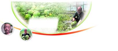 西瓜农产品销路,西瓜西红柿购销