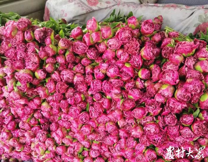 农村防控不误农时｜鲜切芍药进冷库，随时提货不误时