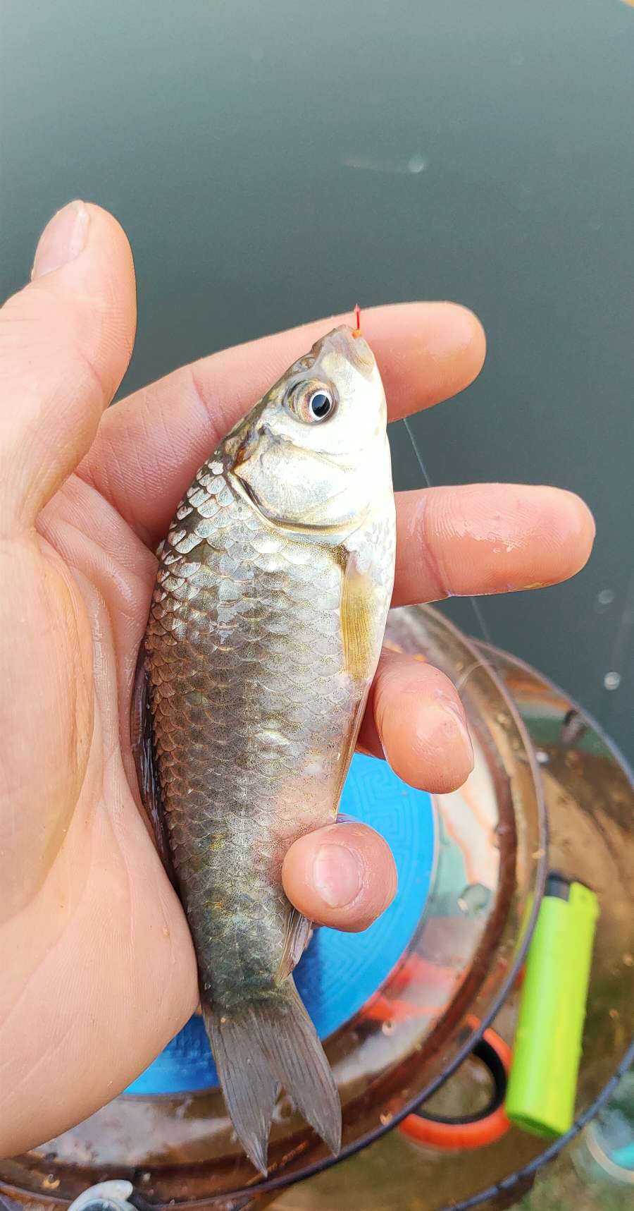 野钓避小鱼实战教学,小钩钓鱼如何避杂鱼