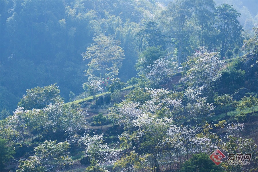 早安云南,早安云南风景