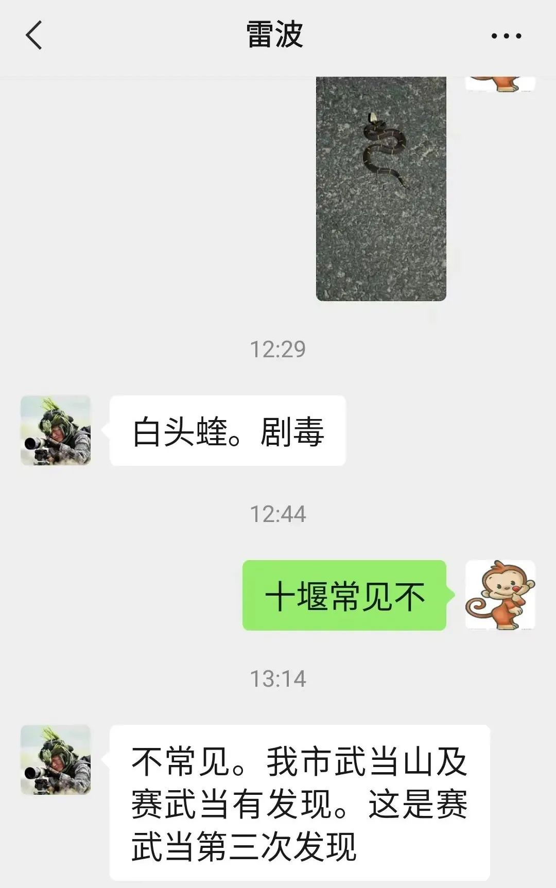 银环蛇是中国最毒的毒蛇吗,十堰发现白头蝰蛇