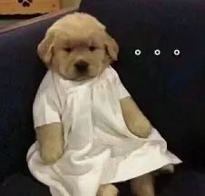 古驰和adidas联名雨伞,gucciadidas雨伞