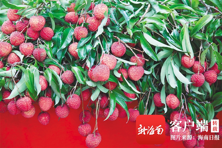 海南火山口荔枝王在哪摘,海口火山岩荔枝王采摘园4月中旬