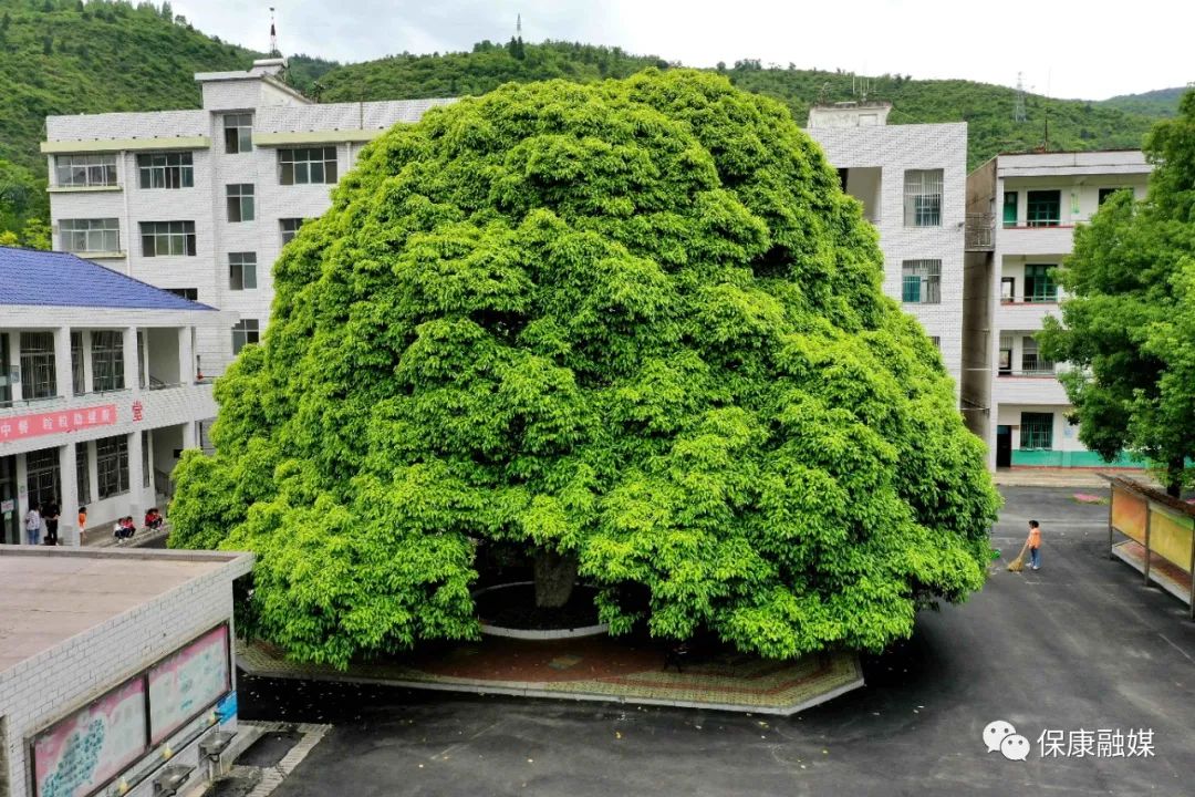 马桥镇中坪小学！不仅书声琅琅，还闻樟树飘香……