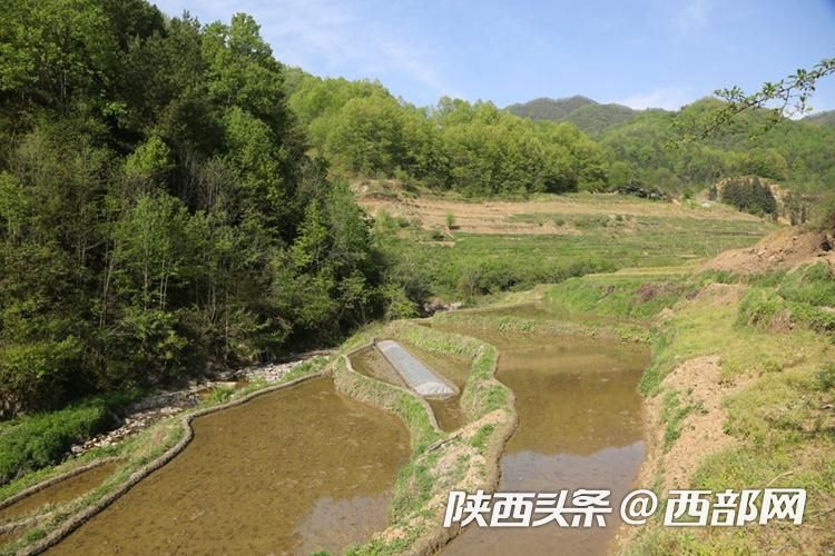 官村贡米,官田村稻谷