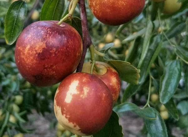 儿时的记忆你曾经也经历过吗,小时候你偷过的东西