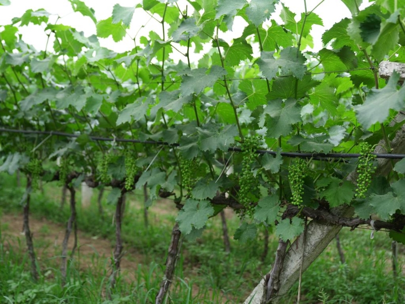 新时代新征程新农人,奋进新时代建功中国新征程