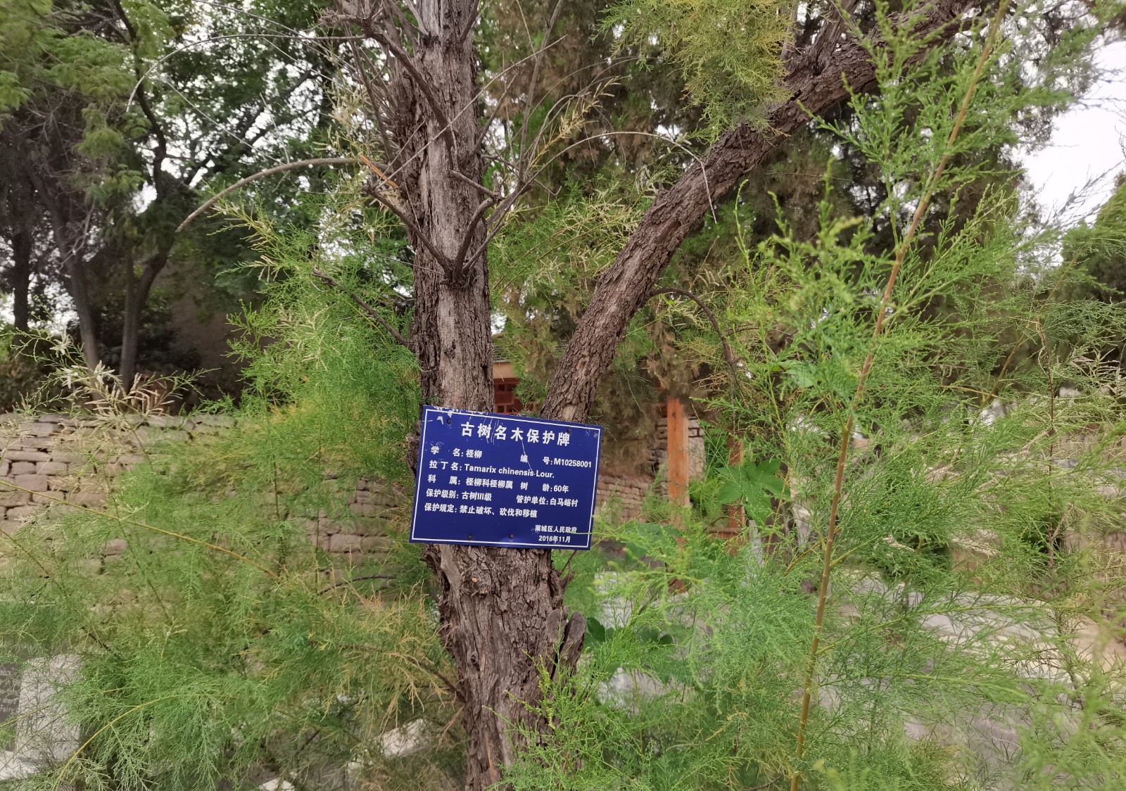 跋履‖仙人山下“白马”情