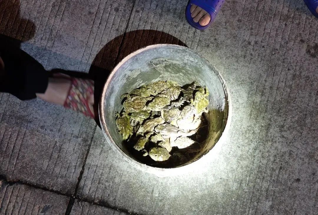 抓8000只蟾蜍，江苏男子获利近百万，背后是怎样隐蔽的“黑产”？