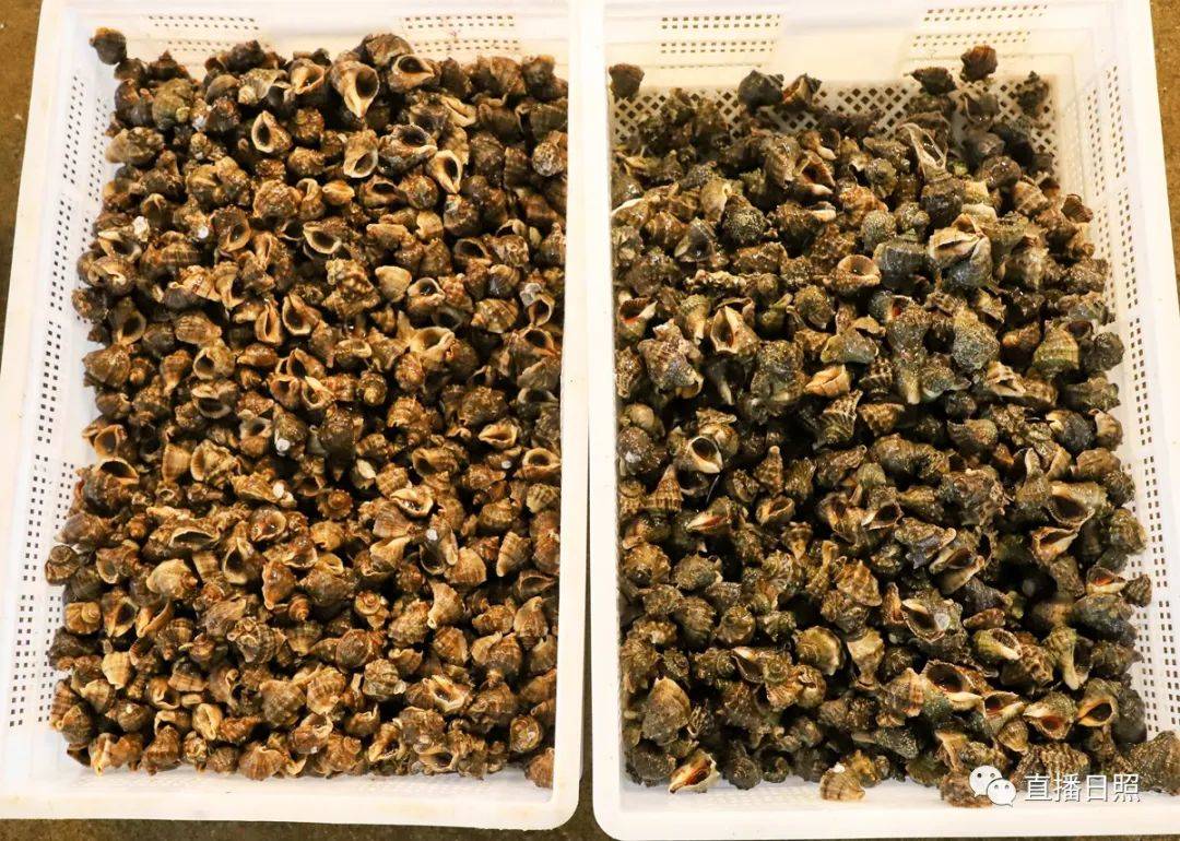 日照现在海鲜价,日照2019海鲜价格表