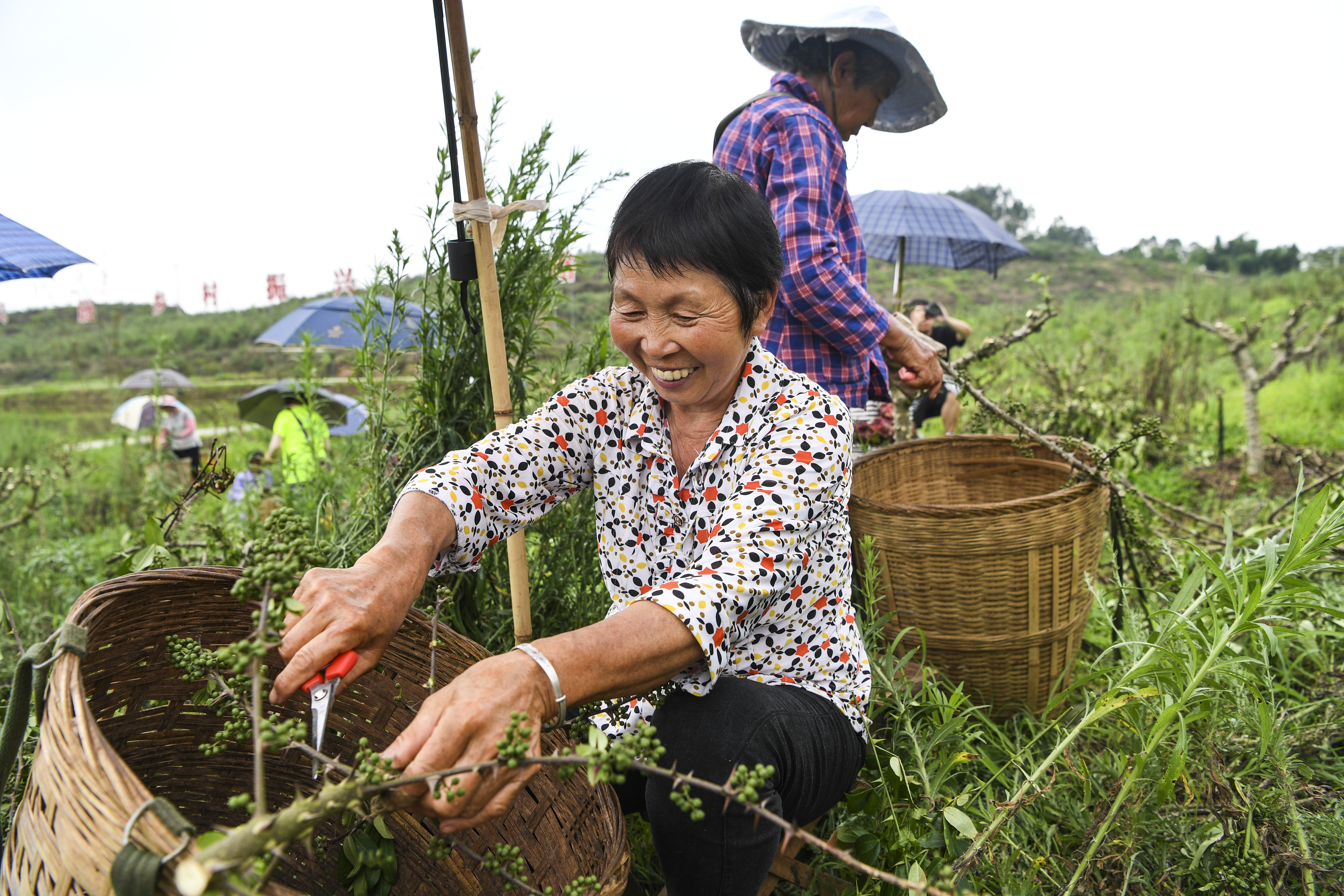 （新华全媒+）“小花椒”种出“大产业”