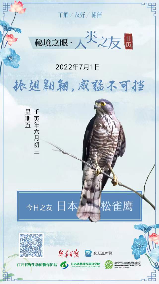 秘境之眼·人类之友日历｜日本松雀鹰：振翅翱翔，威猛不可挡