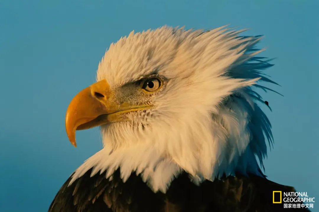 100张最伟大的体育照片,100张有史以来最伟大的照片