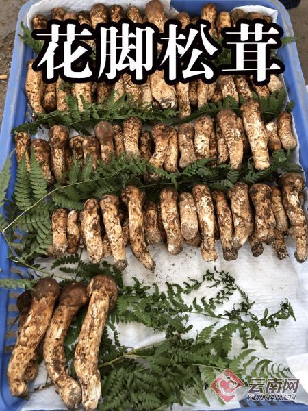 野生菌市场直播,新鲜野生菌菇直播带货