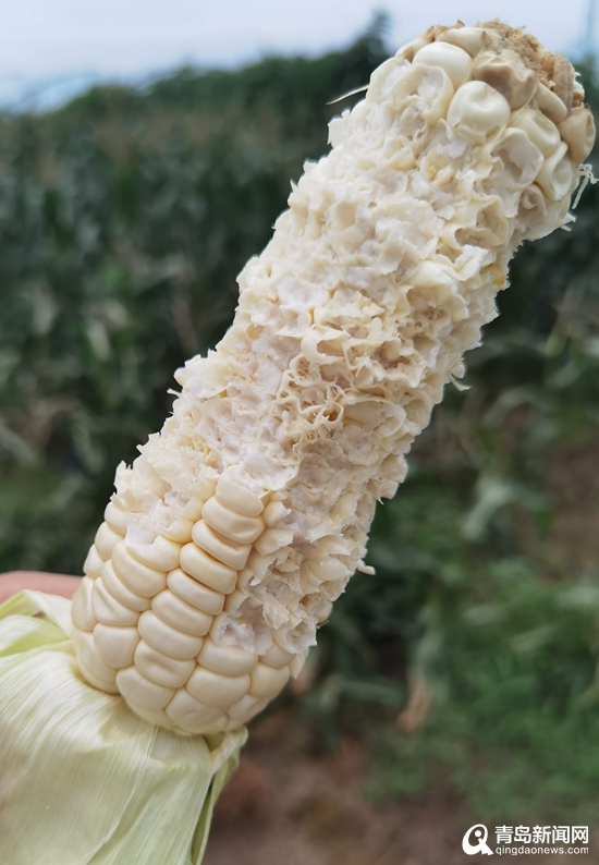 姜大姐农产品,青岛姜大姐农产品