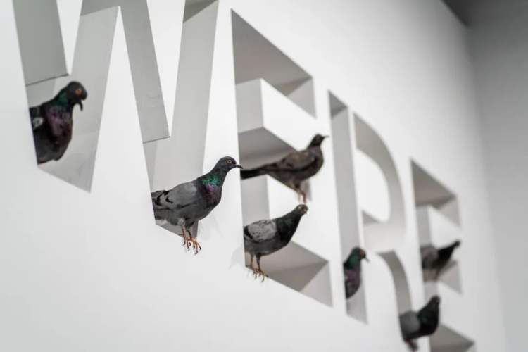 在深圳，我掉进了卡特兰精心设计的“陷阱”……