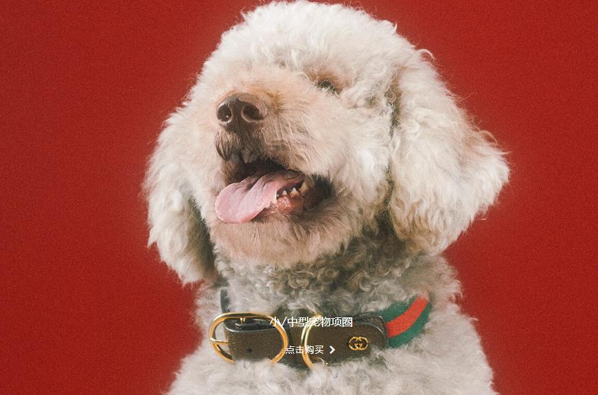 宠物自媒体一个月能赚多少钱,如何通过小宠物生意实现年入百万