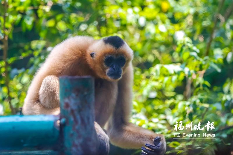 福州最值得去的动物园,动物园夏日清凉