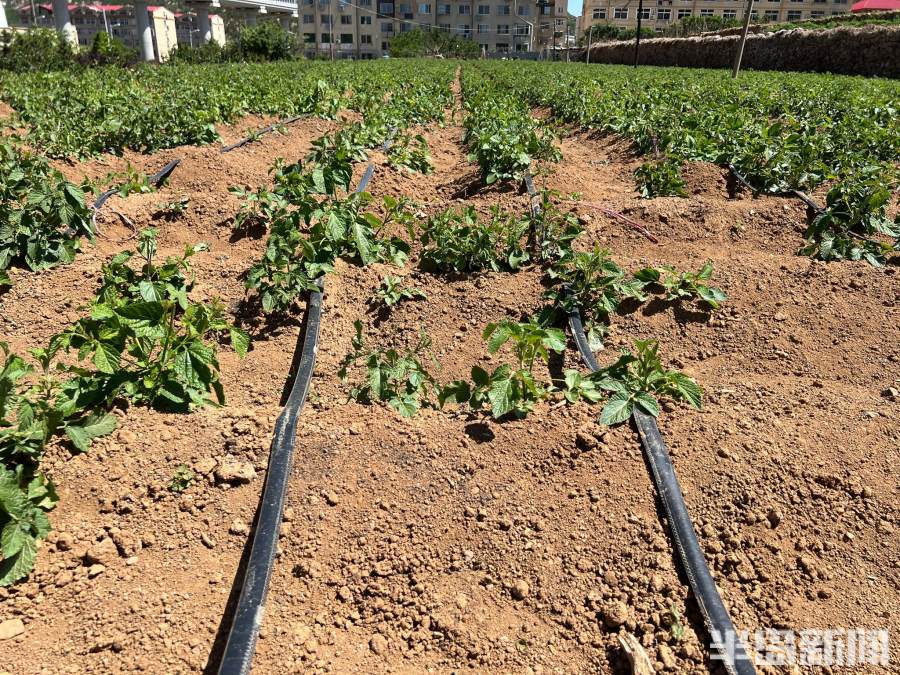 松下问童子言师采药去书法落款,松下问童子言师采药去采的什么药