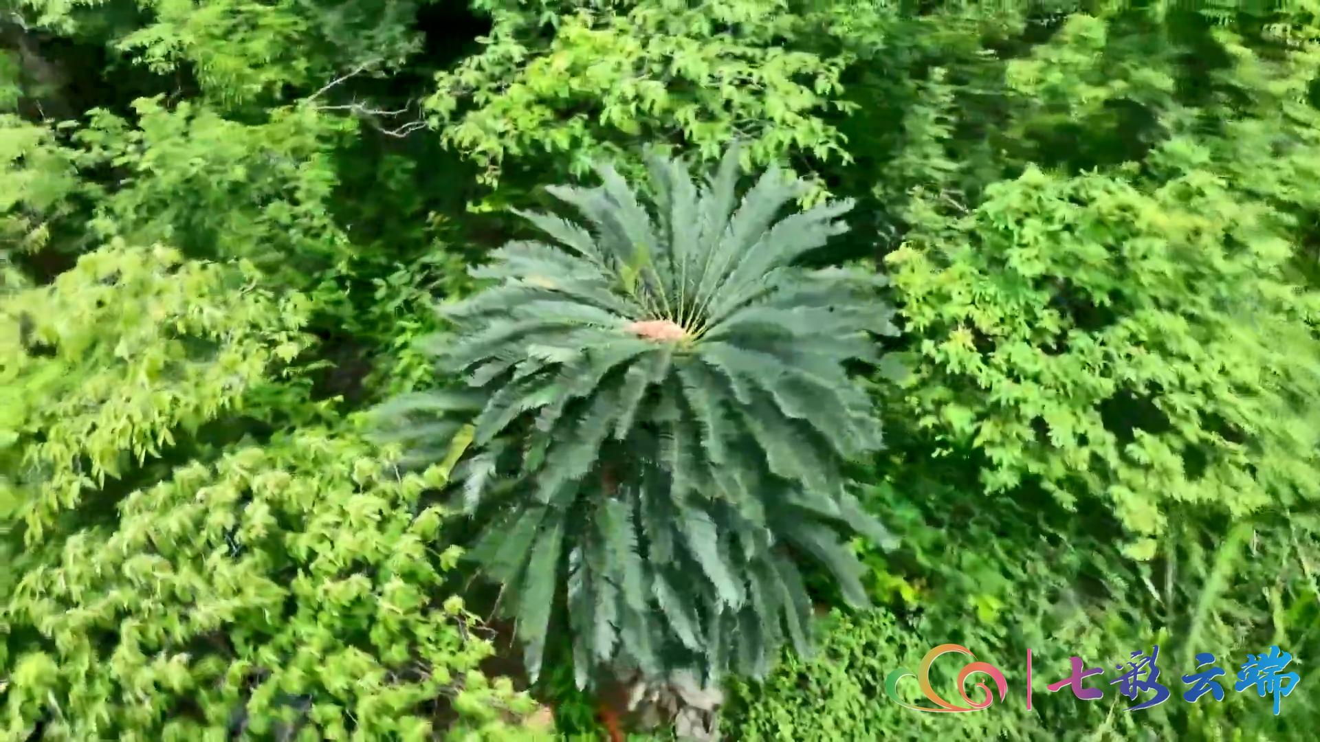 罕见！大围山红河苏铁雌雄花同季绽放