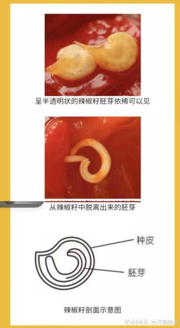 剁椒里面有小白虫子是正常的吗,剁辣椒有虫子