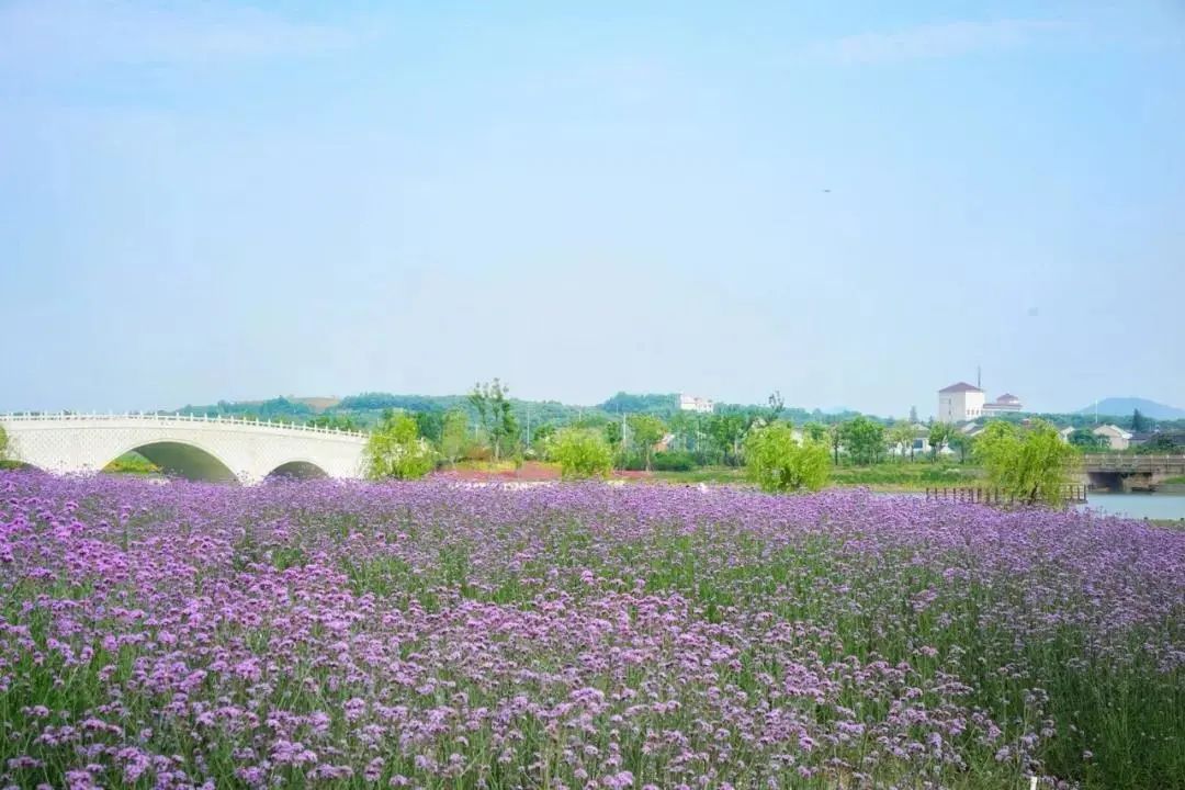 苏州赏花旅游攻略一日游,苏州花海旅游攻略