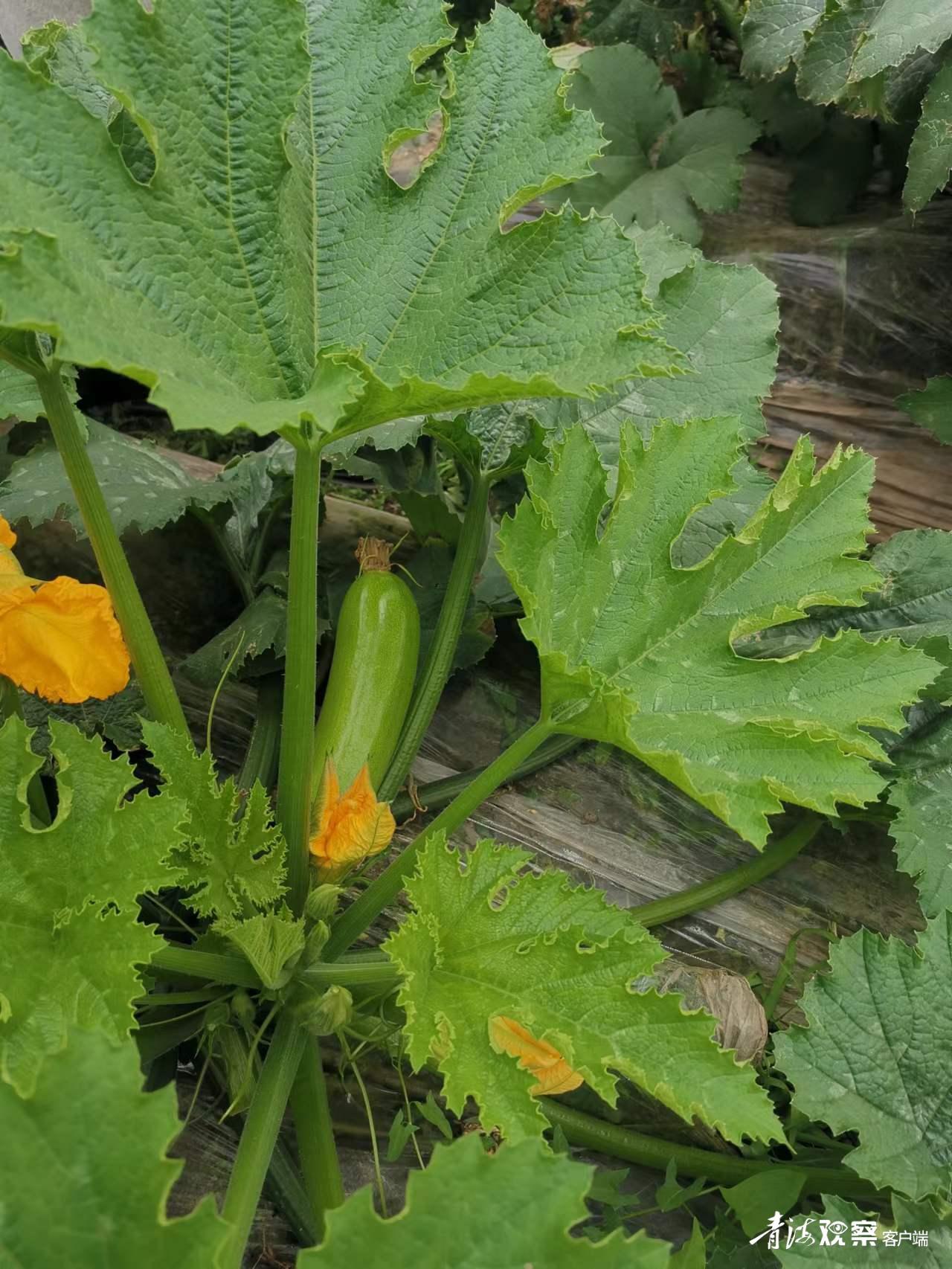 西葫芦浇水后落花落果是怎么回事,西葫芦坐果后容易烂果怎么治