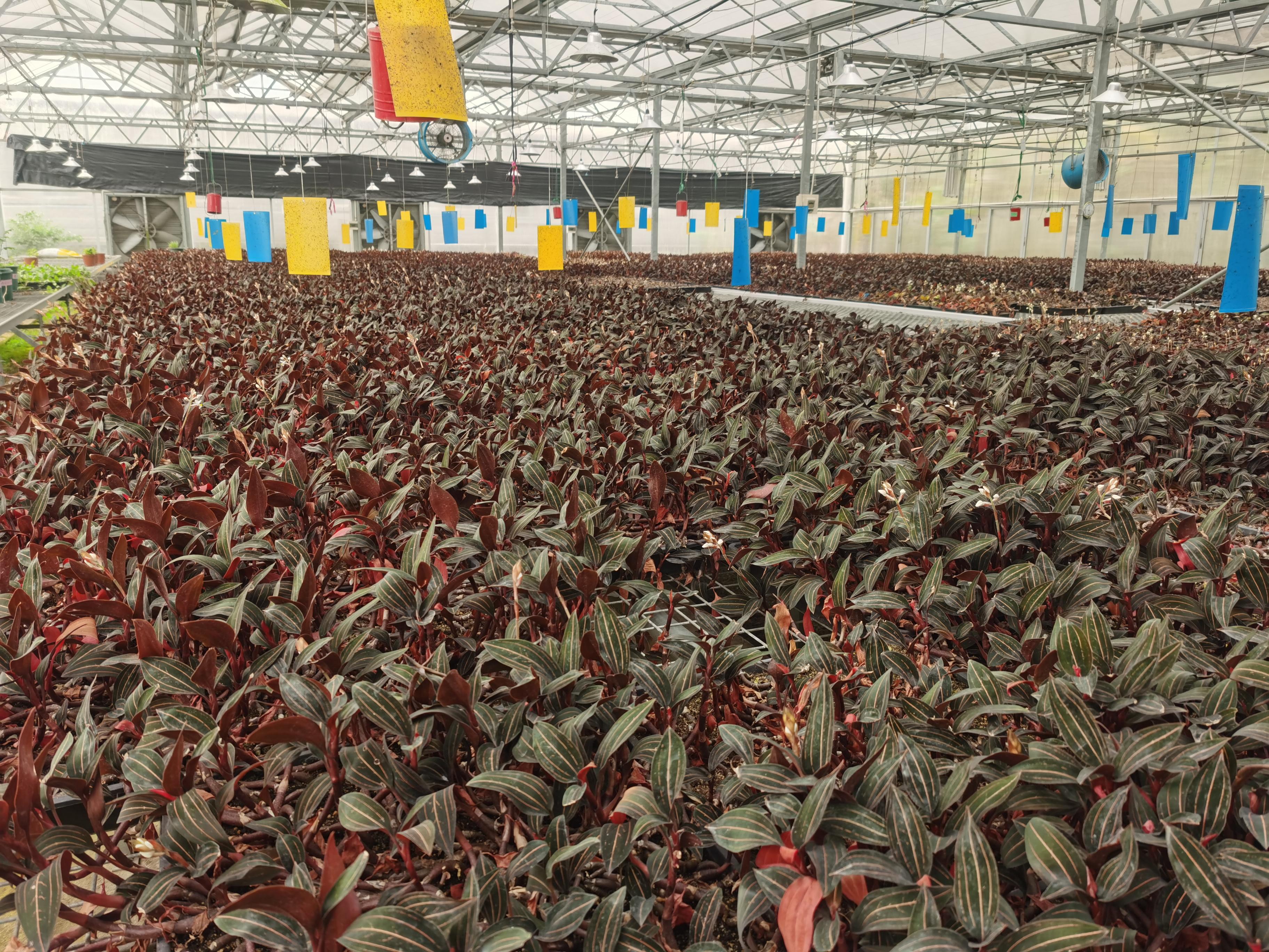 秀篆镇白花野牡丹产业为乡村振兴“强筋健体”