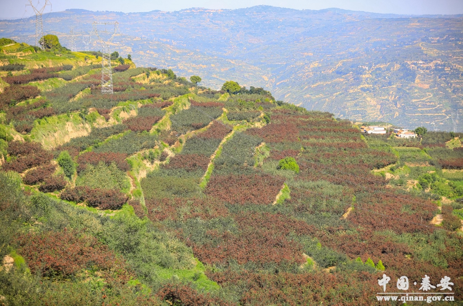 花椒产业管护措施,秦安多措并举保障花椒丰产丰收