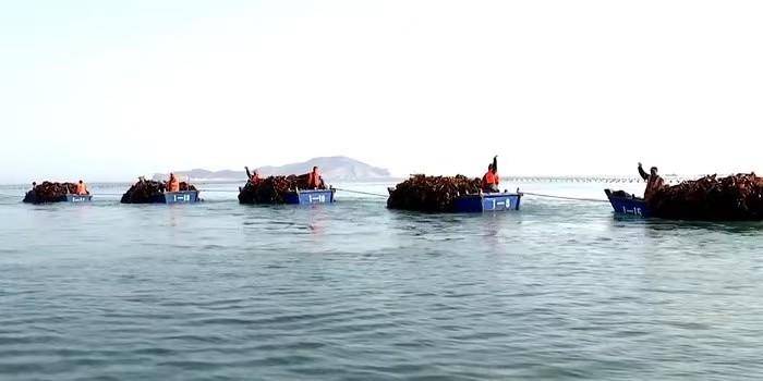 青未了|渔家的日子