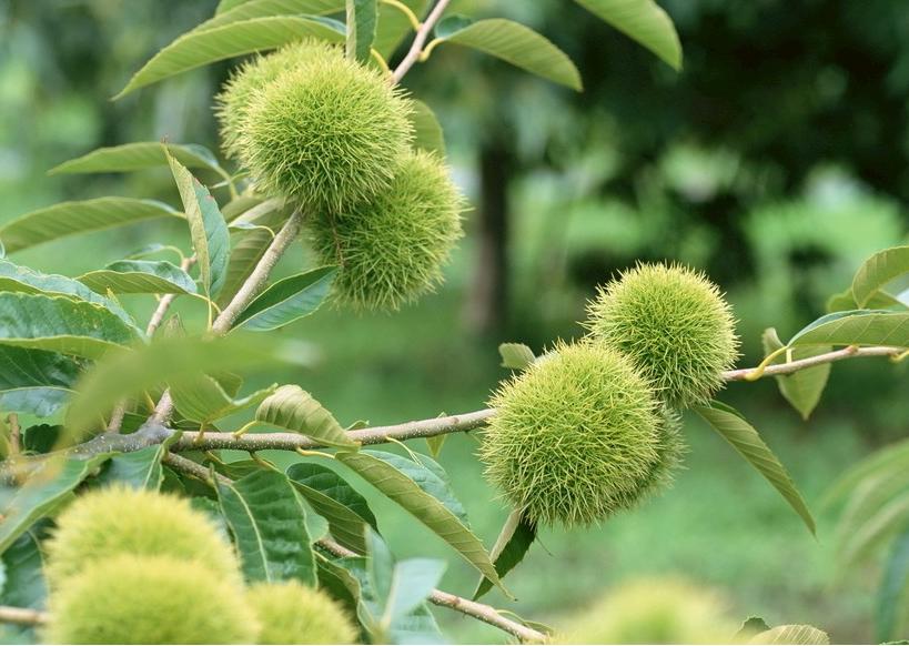 坊间历史,坊间传奇电视剧