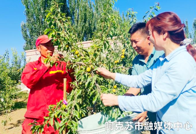 「乡村振兴」与“李”相约，嘎嘣脆的李子熟啦