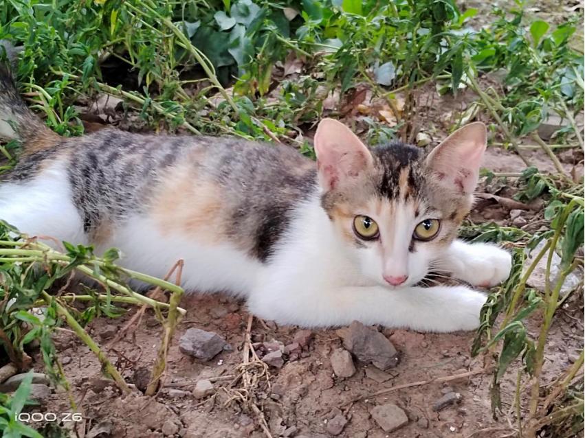 iqooz6x支持120w快充吗,80w闪充iqooz6手机多长时间充满