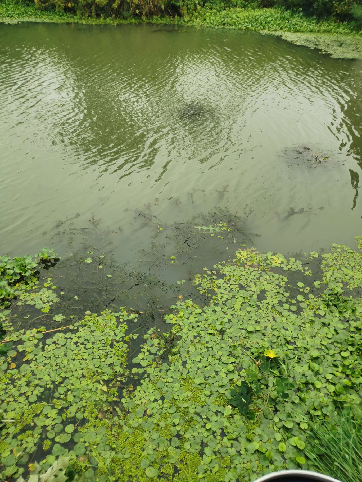 「浮钓2095」2095初显成效！野钓、黑坑果然通杀