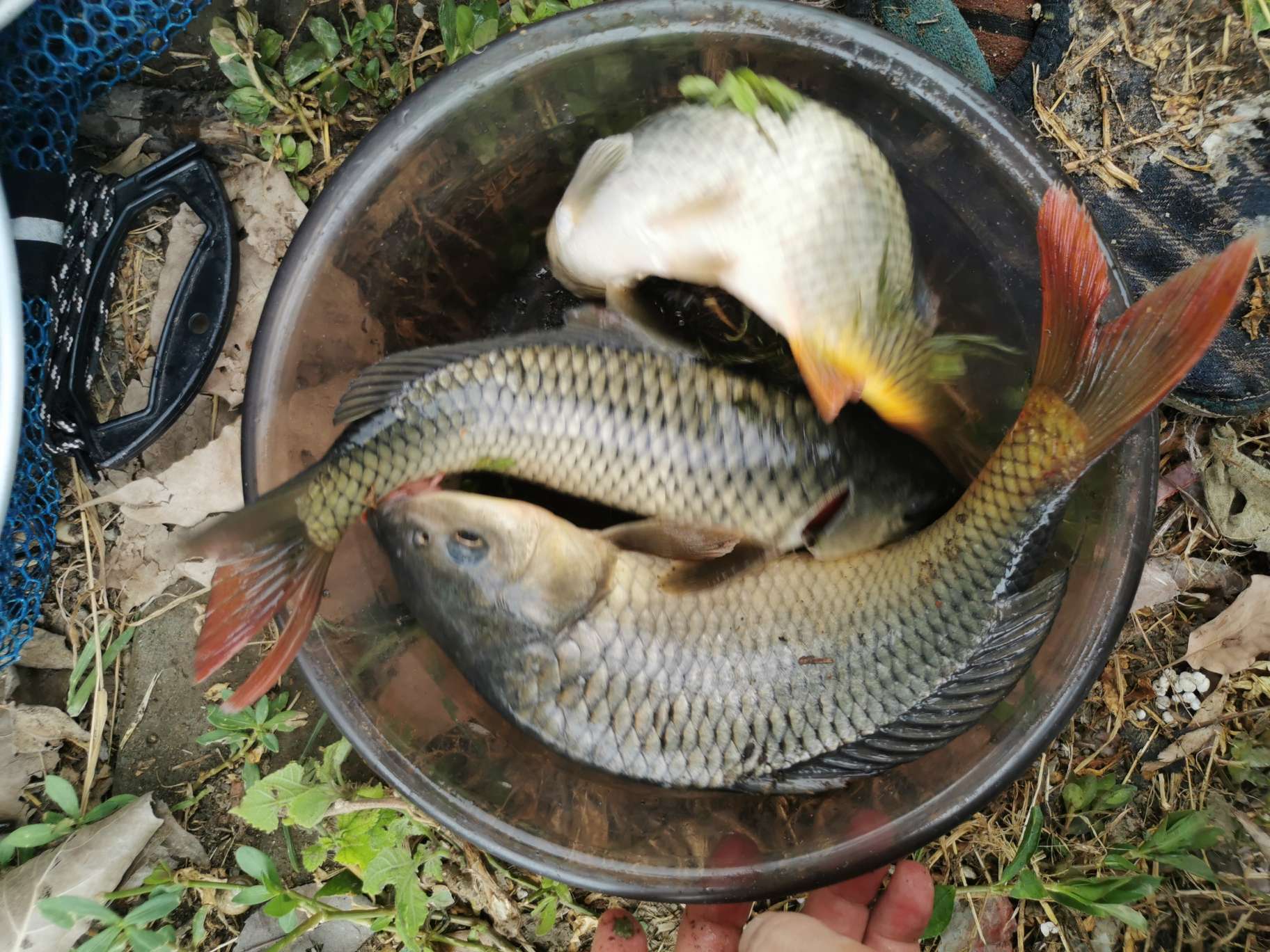 「浮钓2095」2095初显成效！野钓、黑坑果然通杀