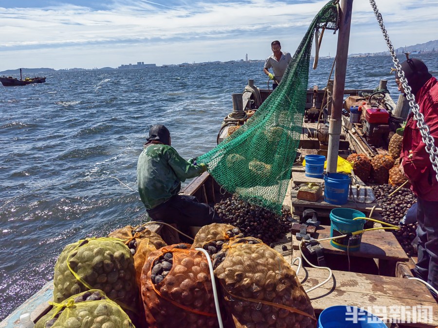 桂东出海记丨猛子将，海底捞！高风险，水上漂！好宝贝，浪里淘！揭秘胶州湾深潜捕捞者