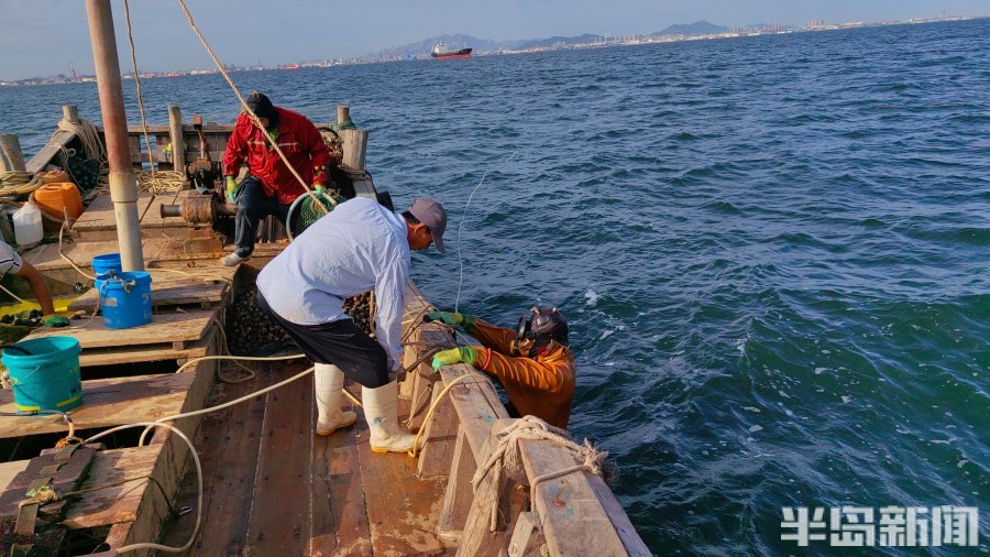 桂东出海记丨猛子将，海底捞！高风险，水上漂！好宝贝，浪里淘！揭秘胶州湾深潜捕捞者