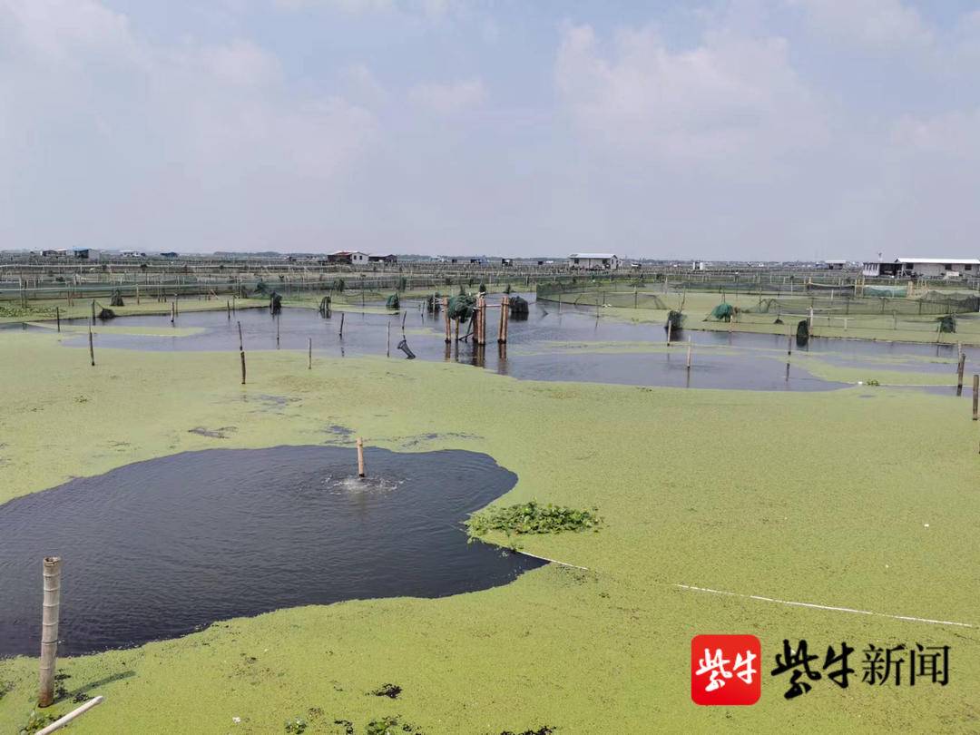 今年阳澄湖大闸蟹价格是升还是降,阳澄湖大闸蟹中秋多少钱一斤