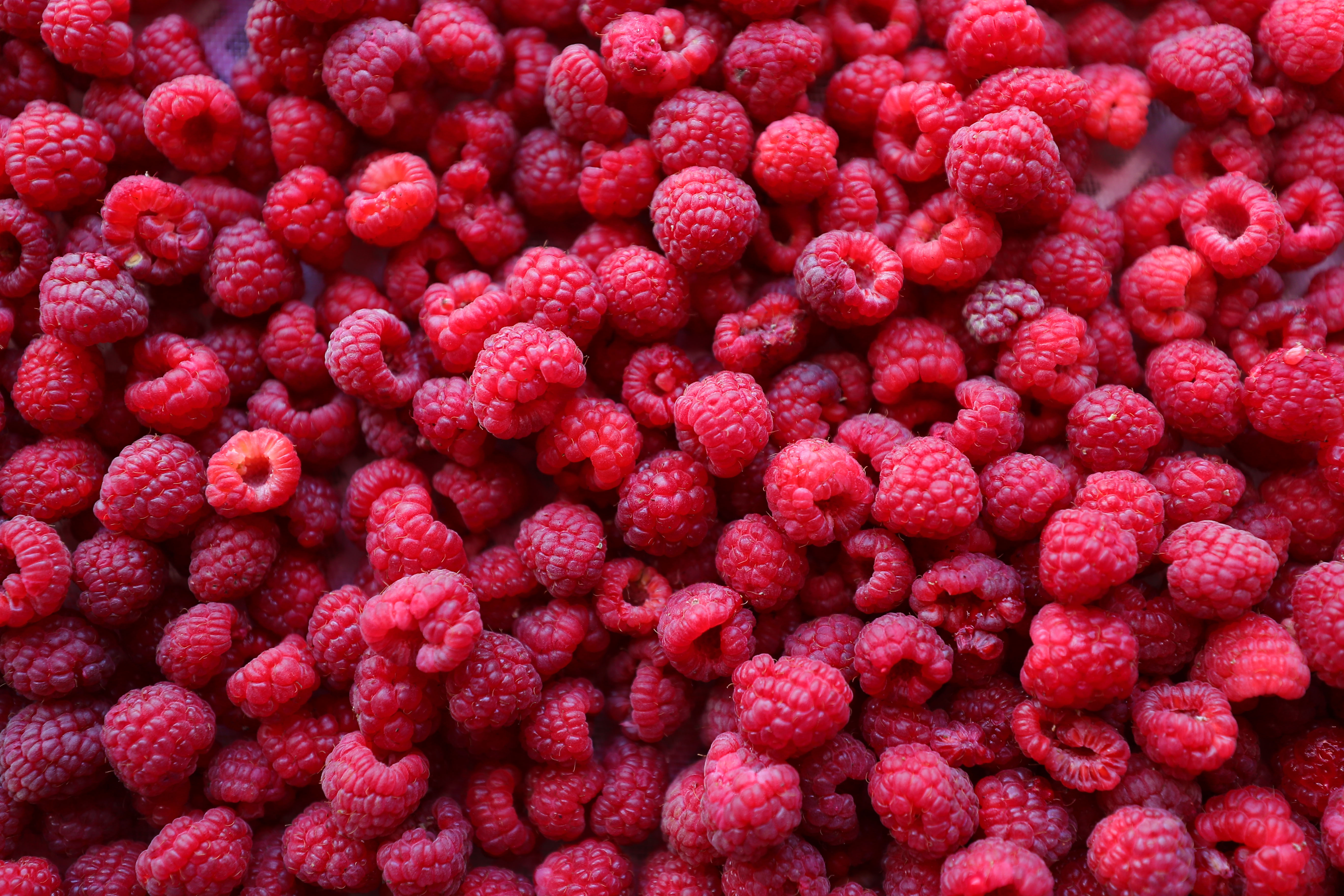 丰收树莓,树莓丰收视频