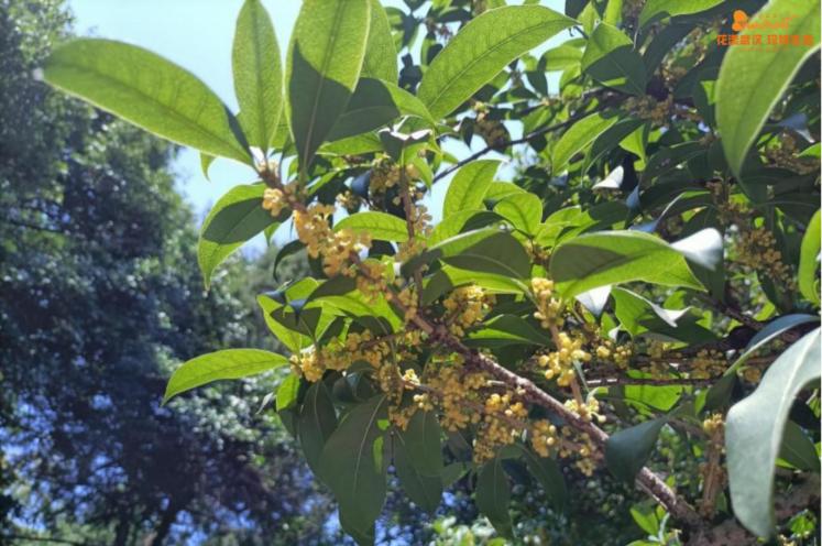 武汉花博汇花展,武汉花展最新消息