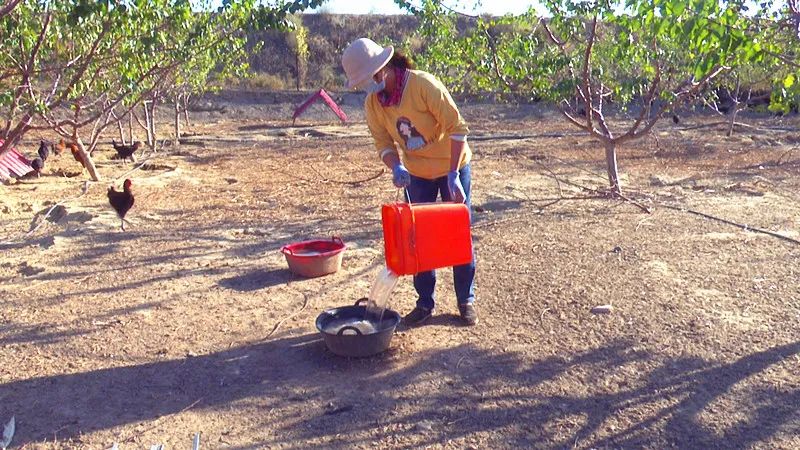 霍城养殖基地,庭院养殖使农民致富