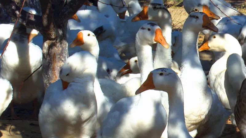 霍城养殖基地,庭院养殖使农民致富