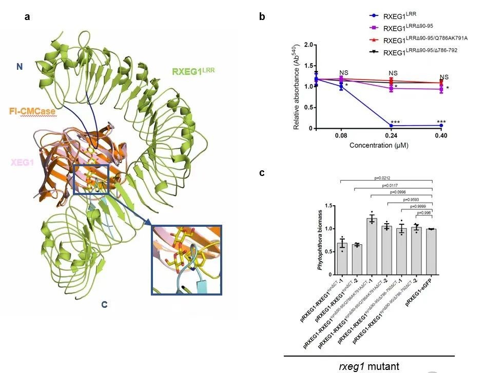 疫霉菌和植物“攻防之战”发生了什么？南农大作物免疫团队与合作者最新成果发表《自然》杂志