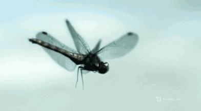 集结出列~来看上海常见的昆虫“战斗机”群