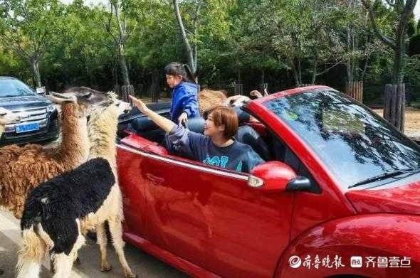 网红飞盘、夜游船宴、萌兽之旅……济南文旅集团国庆文旅盛宴来袭