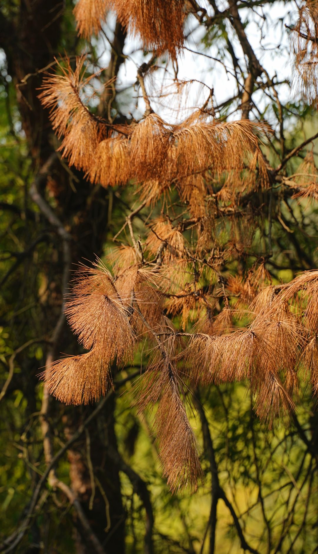 寻秋鄂城｜奋进泽林，勇毅前行