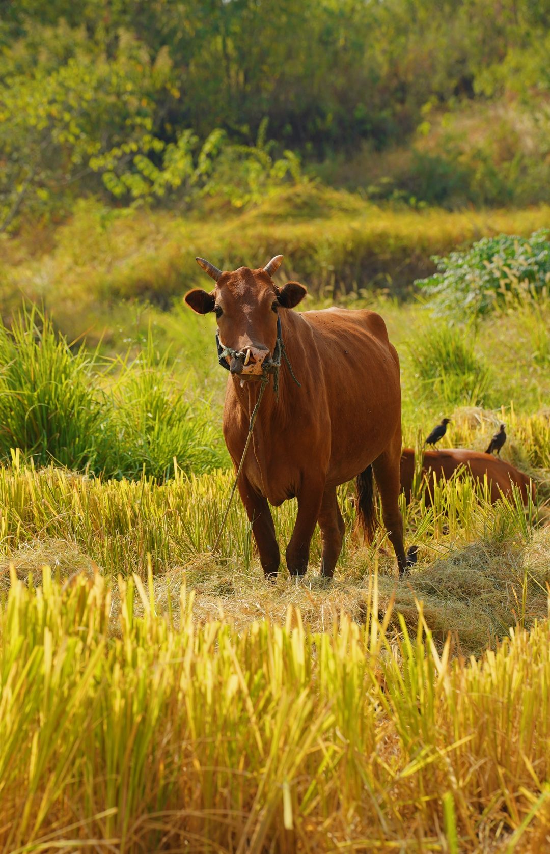 寻秋鄂城｜奋进泽林，勇毅前行